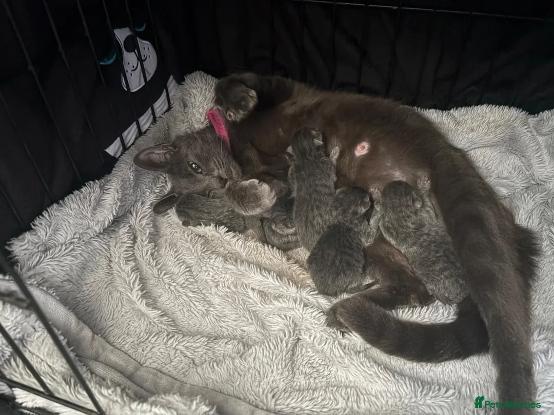 Mixed Breed cats for sale:  British Shorthair X kittens - Advert 1