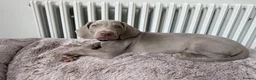 Weimaraner dogs for sale: Superb Gunalt Bloodlines & Excellent Temperament - Advert 8