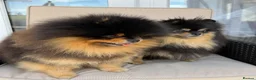 Pomeranian dogs for sale: 👑 Exclusive Rare Black & Tan Boy 👑 - Advert 6