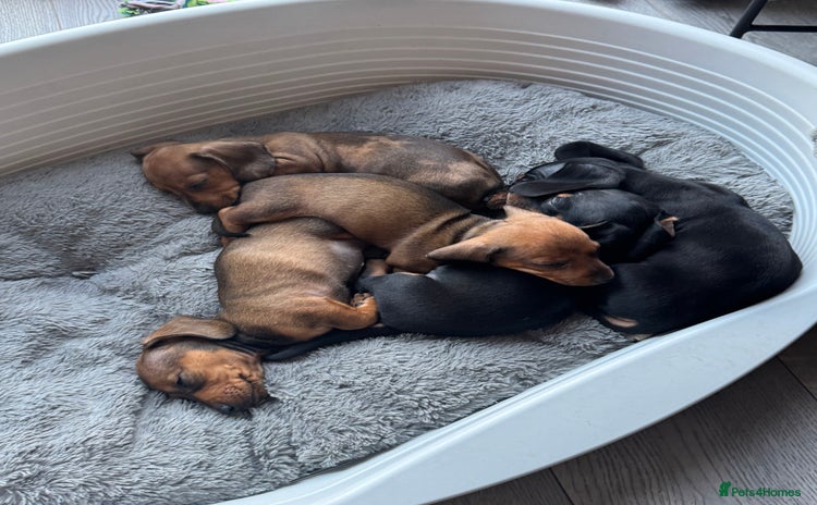 Miniature Dachshund dogs - Advert 1