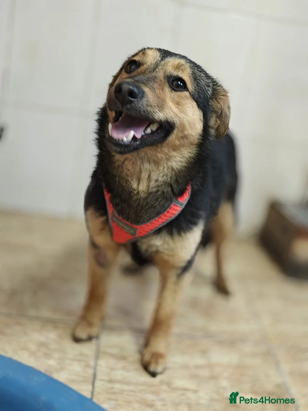 Mixed Breed dogs for adoption: ❤️🐶 GIANNI – THE MOMENT YOU TOUCH HER, SHE MELTS in Burton-on-Trent - Advert 2