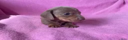 Miniature Dachshund dogs for sale: Quality Miniature Dachshund Puppies - Advert 15