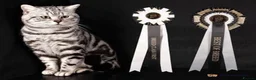 British Shorthair cats for sale: GCCF Rare Show Quality BSH Silver Tabby Kittens  - Advert 38