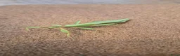 Stick Insects invertebrates for sale: Leaf Insect Eggs for Sale – UK Bred - Advert 2