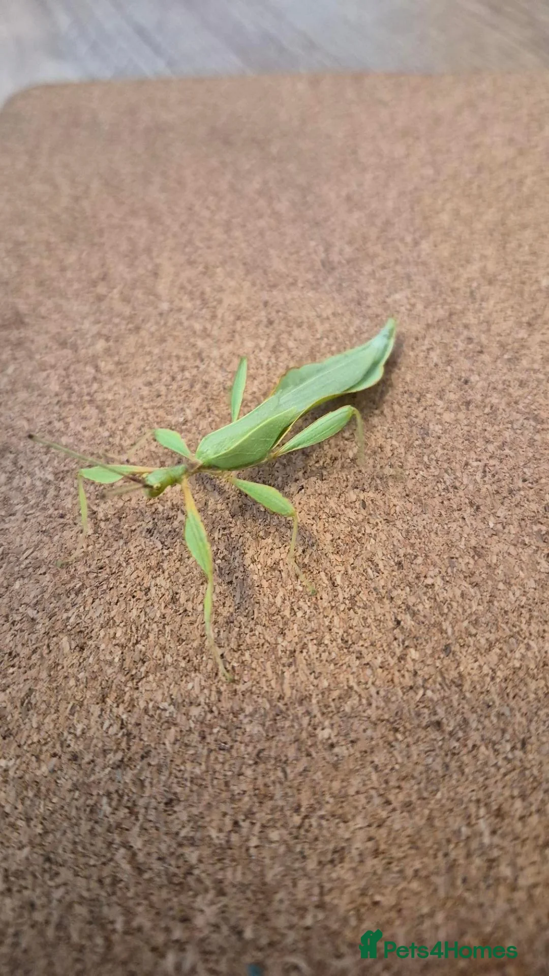 Stick Insects invertebrates for sale: Leaf Insect Eggs for Sale – UK Bred - Advert 2