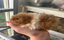 Guinea Pig rodents for sale: Male baby guineapigs  in Shefford - Image 6
