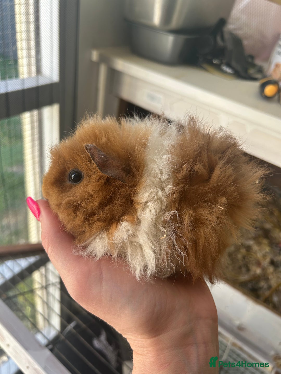 Guinea Pig rodents for sale: Male baby guineapigs  in Shefford - Image 6