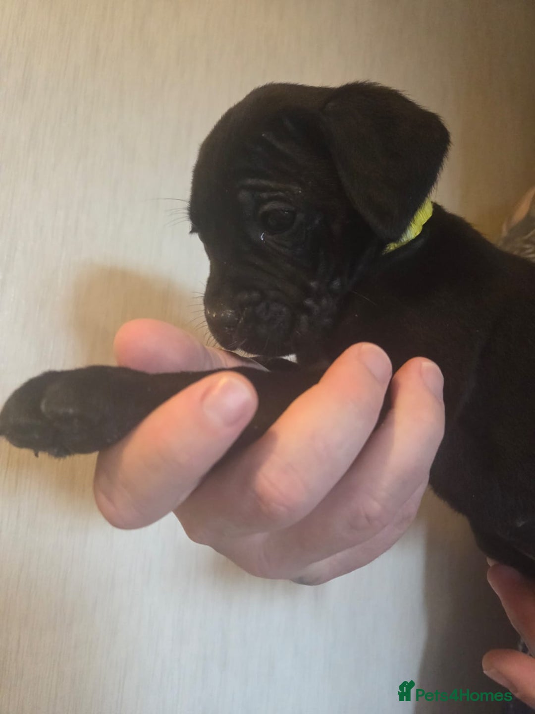 Cane Corso dogs for sale: Purebred champion bloodline cane corso - Image 7