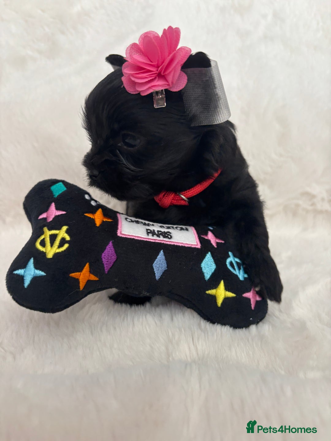 Yorkshire Terrier dogs for sale: Purebreed Yorkshire terrier (480G)8weeks old🥰 - Image 9