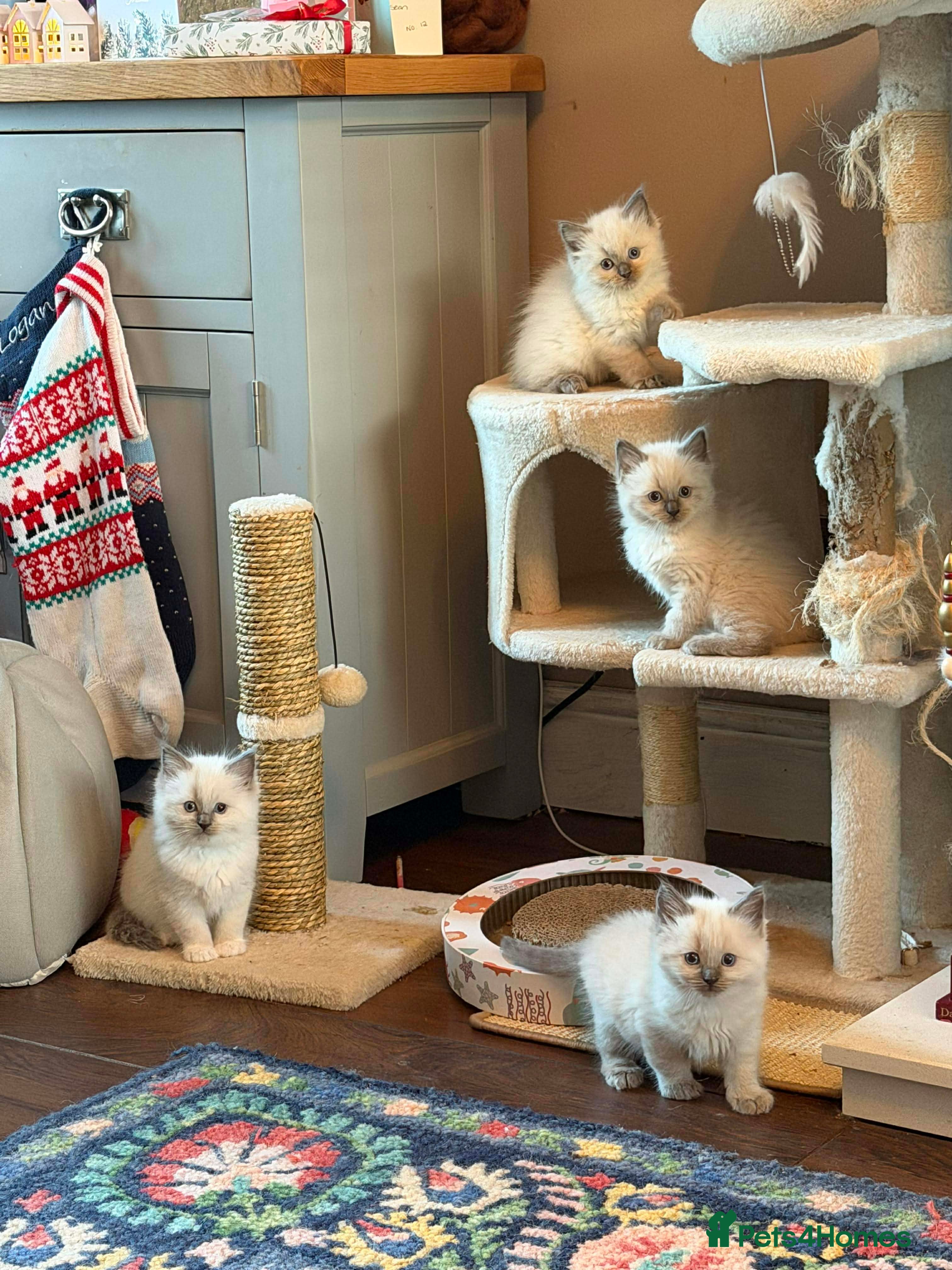 Ragdoll cats One beautiful GCCF ragdoll boy ♂️😺 - Advert 15