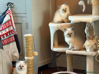 Ragdoll cats One beautiful GCCF ragdoll boy ♂️😺 - Advert 3