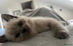British Shorthair cats for sale: 5 beautiful British shorthair boys  - Image 3
