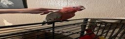 Parakeets birds for sale: Galah cockatoo  - Advert 6
