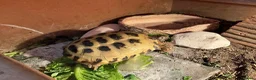 Tortoise reptiles for sale: 2x male horsefield tortoises in Woodhall Spa - Advert 2