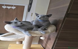 Russian Blue cats for sale: Russian Blue kittens Tica registered  - Image 1