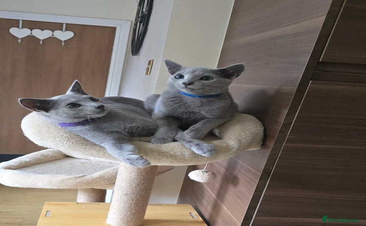 Russian Blue cats - Advert 8