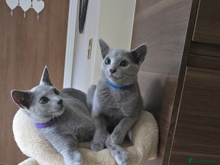 Russian Blue cats - Advert 5