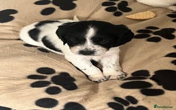 Cocker Spaniel dogs for sale: Cocker spaniel puppies - Advert 1