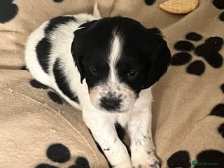 Cocker Spaniel dogs Cocker spaniel puppies - Advert 9