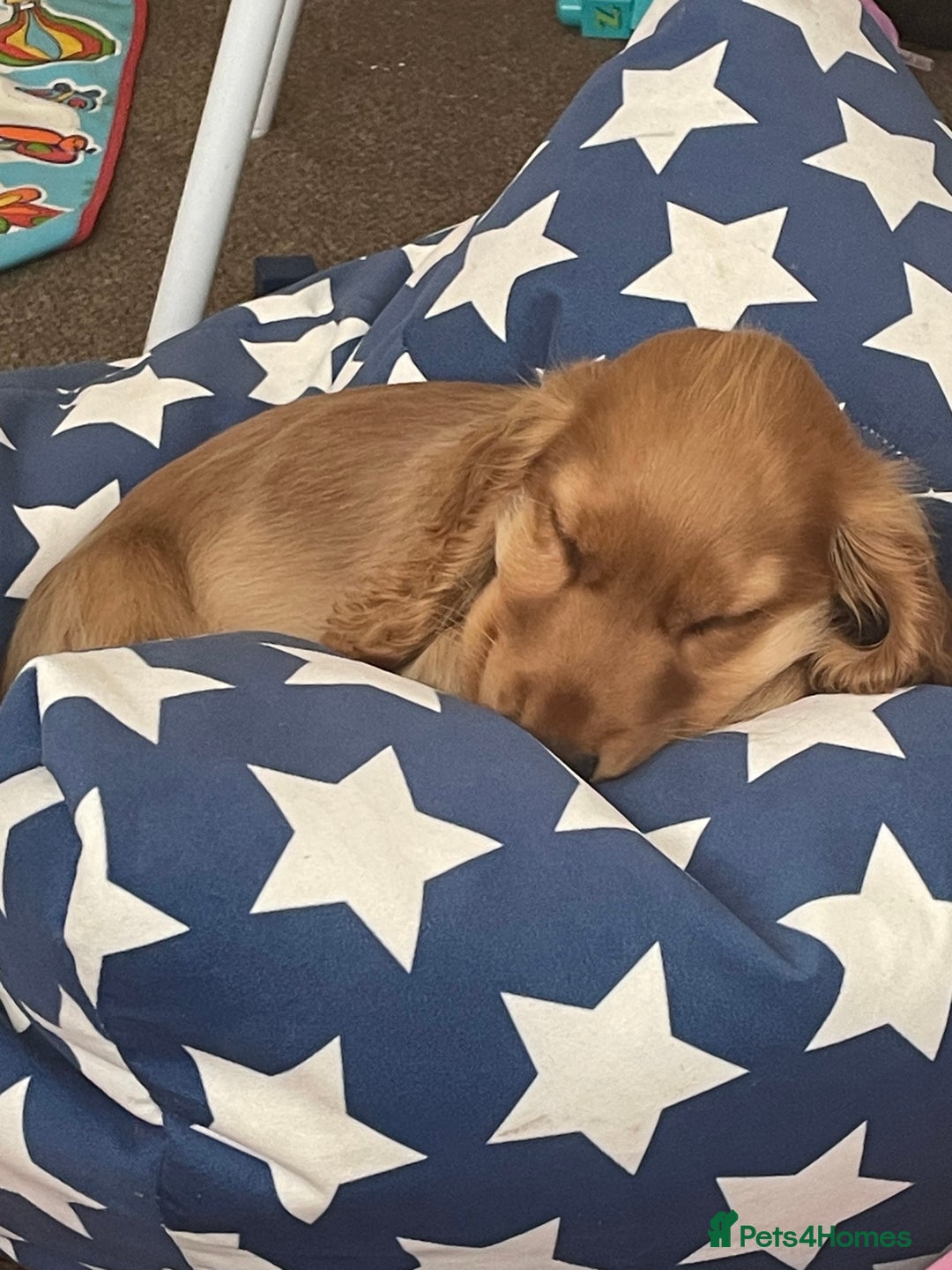 Cocker Spaniel dogs for sale: 17 week old male show cocker spaniel  - Image 4