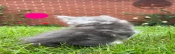 Maine Coon cats for sale: Pure Maine Coon kittens - Advert 13