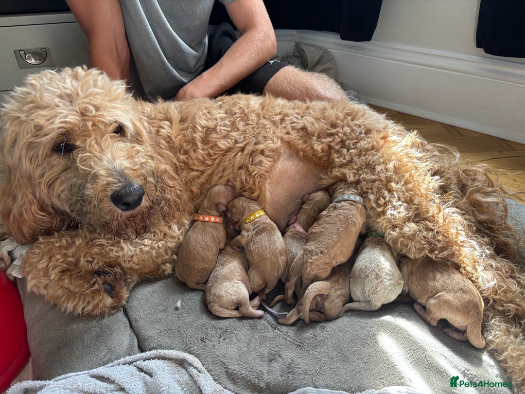 Double Doodle dogs for sale: 10 beautiful double doodles born on 24/08/2025 - Image 2