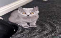 British Shorthair cats for sale: Adorable kittens READY NOW in Wakefield - Image 17