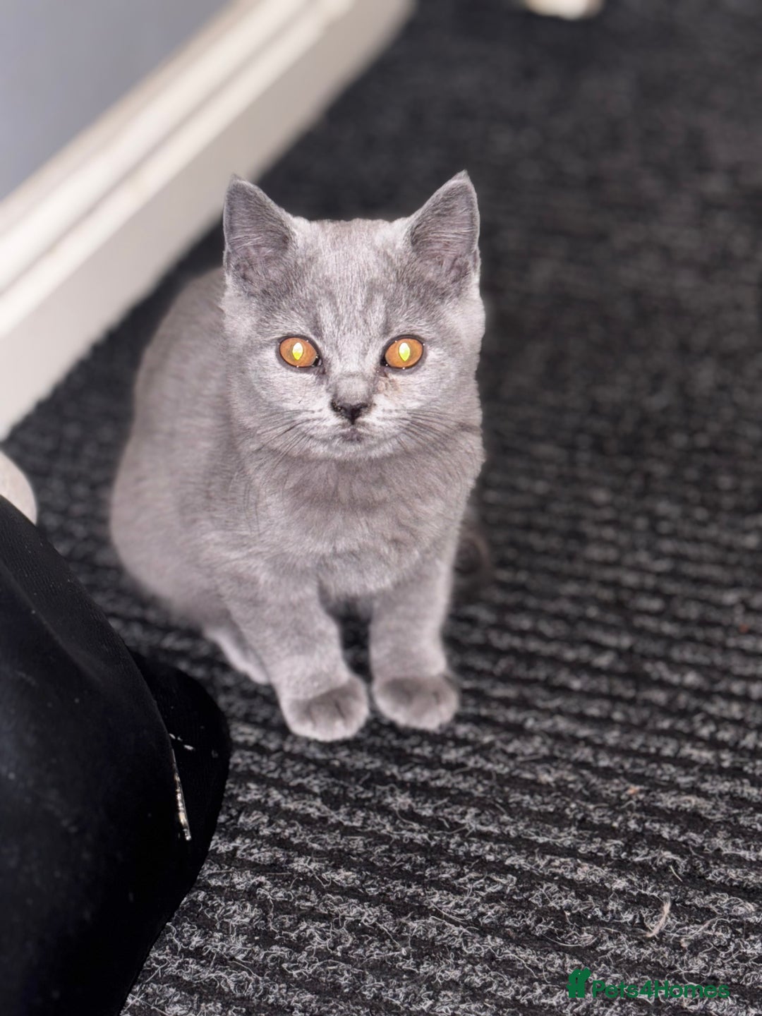 British Shorthair cats for sale: Adorable kittens READY NOW in Wakefield - Image 17