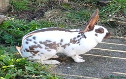 English rabbits for sale: English Doe - Image 1