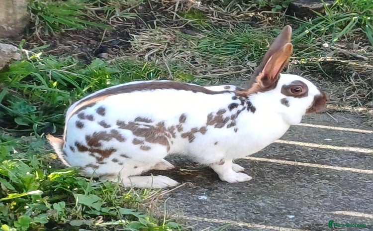 English rabbits - Advert 1