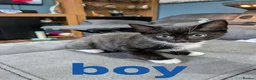 Mixed Breed cats for sale: 3 beautiful adorable kittens  in Bicester - Advert 4