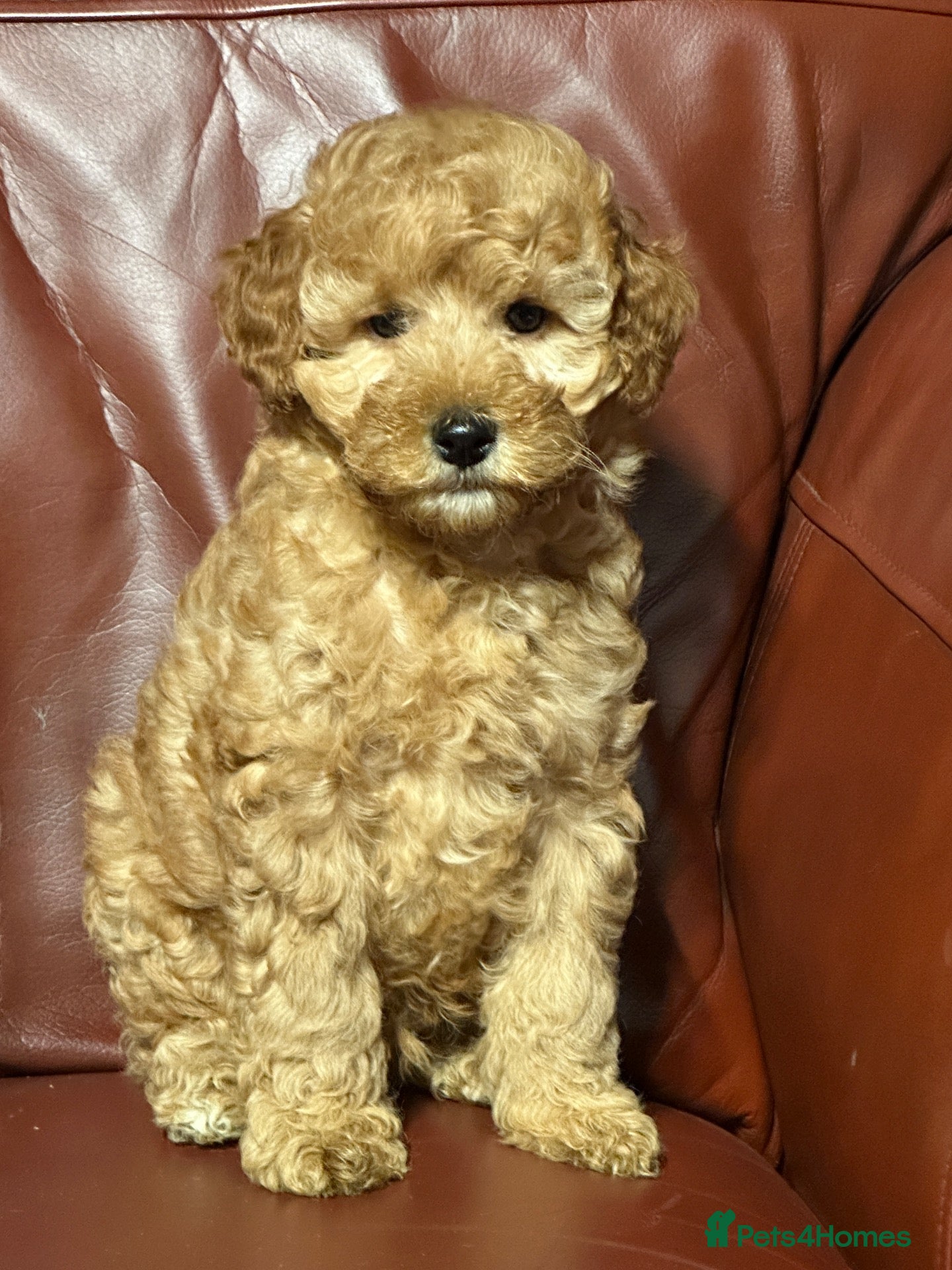Cavapoo dogs for sale: Health Tested and Health Guaranteed Cavapoo Pups - Advert 1