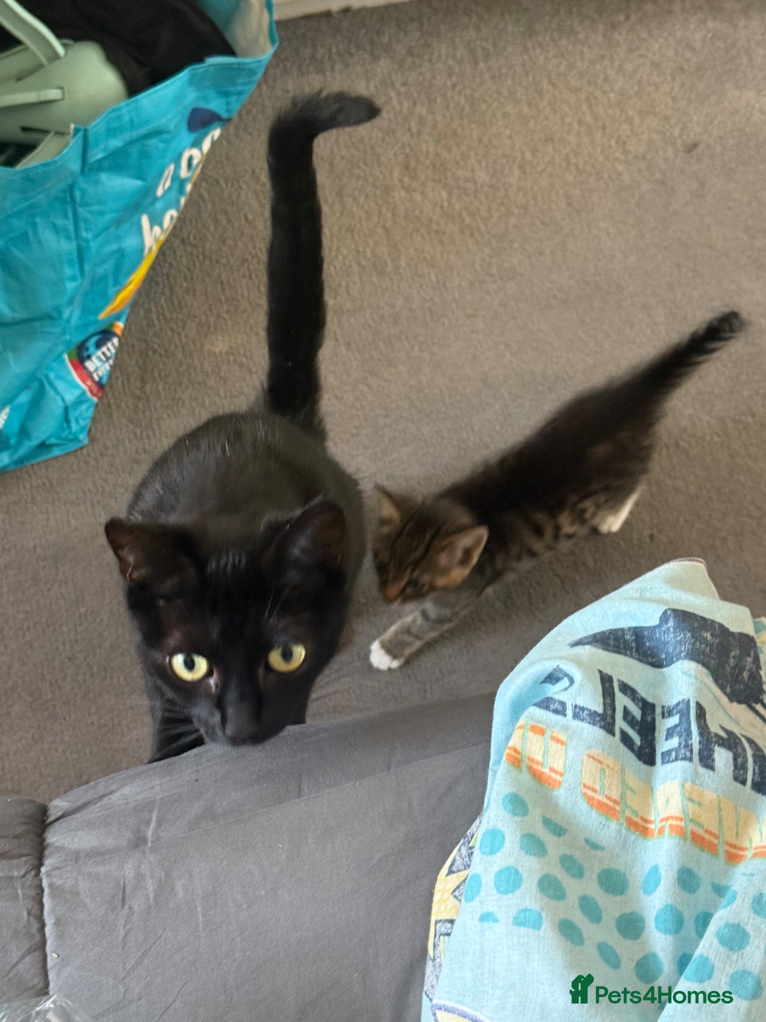 Mixed Breed cats for sale: Two beautiful female tabby kitten  - Advert 1