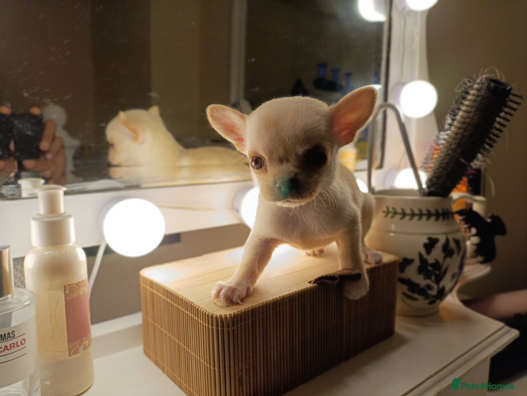Chihuahua dogs for sale: 1 boys 3 girl pedigree chihuahua - Advert 33