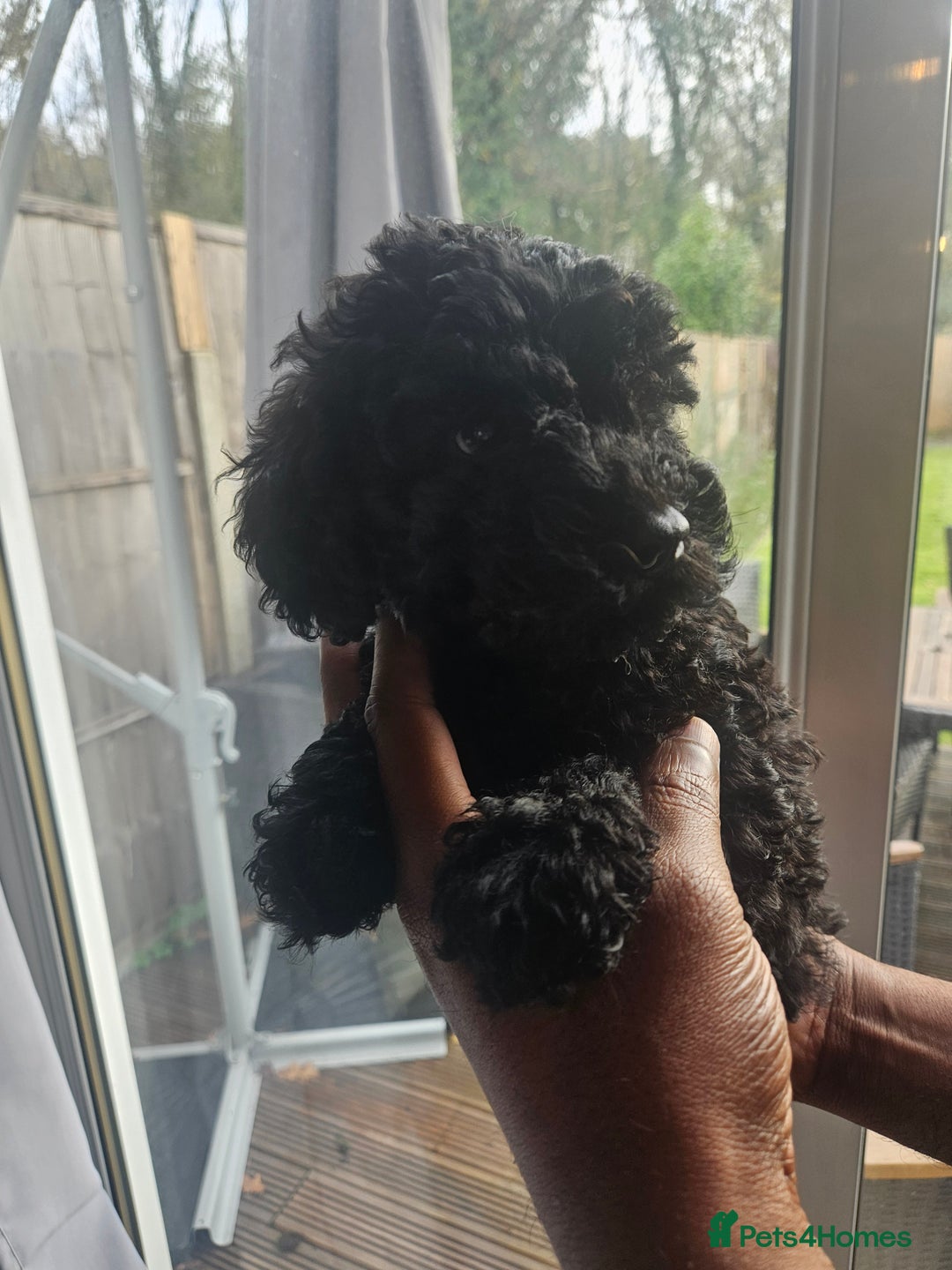 Miniature Poodle dogs for sale: Majestic trusted companies secure yours today  - Advert 11