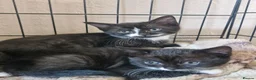 British Shorthair cats for sale: 3 beautiful kittens all black and white in colour - Advert 4