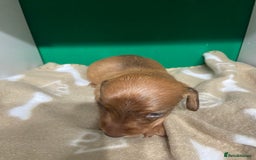 Dachshund dogs for sale: 3 beautiful/stunning dachshund puppies   - Advert 14