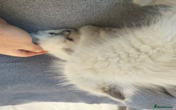 Ragdoll cats for sale: GCCF SEALPOINT RAGDOLL KITTENS - Image 11