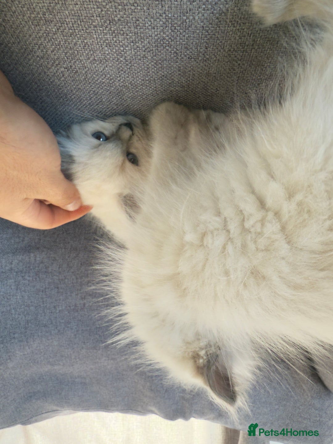 Ragdoll cats for sale: GCCF SEALPOINT RAGDOLL KITTENS - Image 11