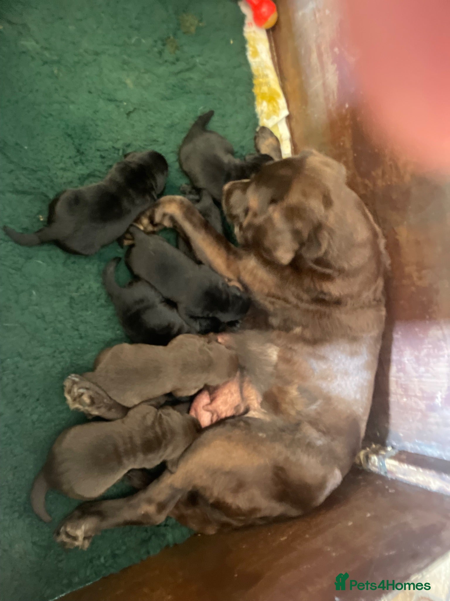 Labrador Retriever dogs 2 CHUNKY SHOW LABRADOR BLACK PUPPY BOYS AVAILABLE - Advert 1