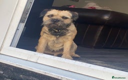 Border Terrier dogs for stud: Border terrier stud  in Rochdale - Image 8