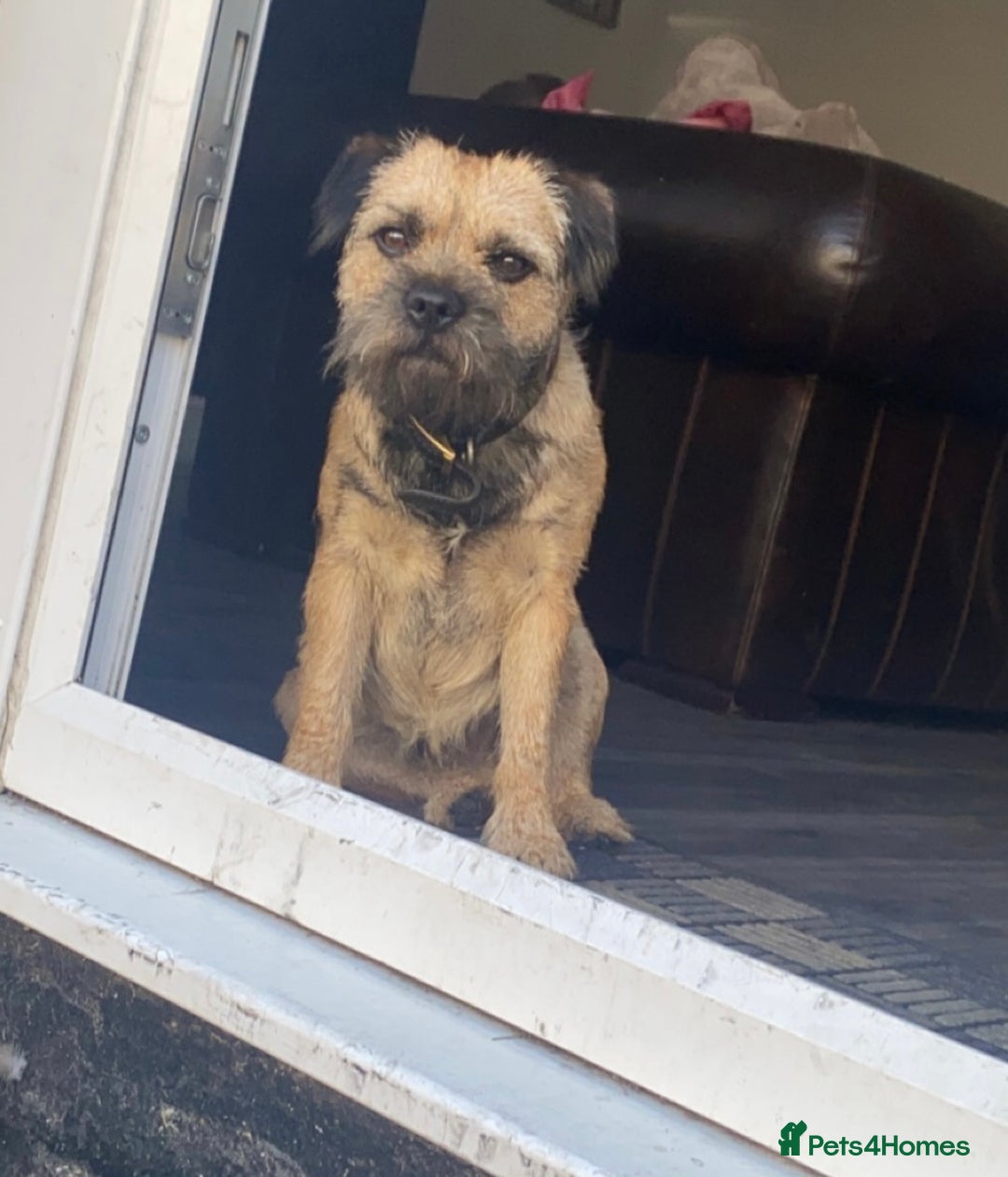 Border Terrier dogs for stud: Border terrier stud  in Rochdale - Image 8
