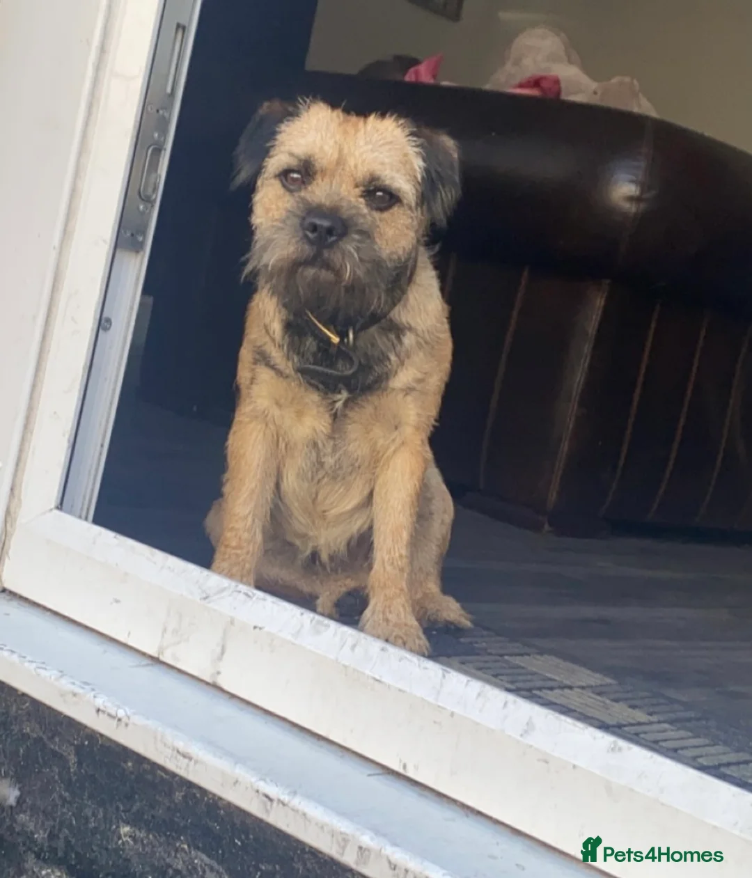 Border Terrier dogs for stud: Border terrier stud  in Rochdale - Advert 8