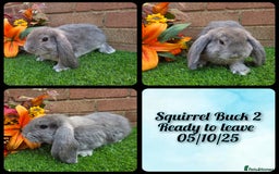 French Lop rabbits for sale: Fully Pedigree French Lops - Image 3