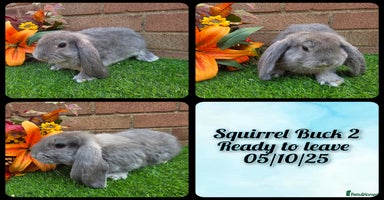 French Lop rabbits - Advert 15