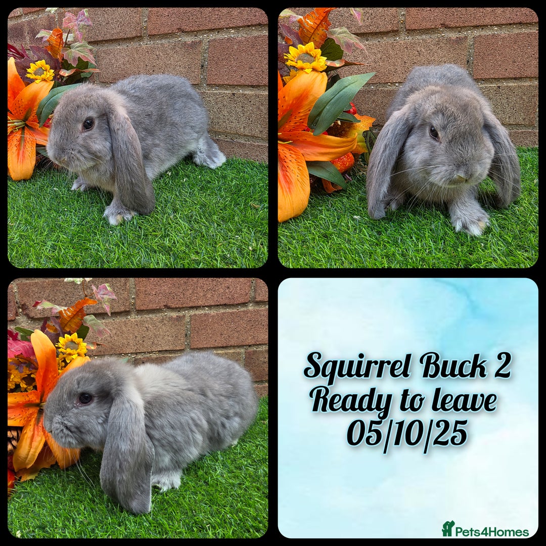 French Lop rabbits for sale: Fully Pedigree French Lops - Image 3