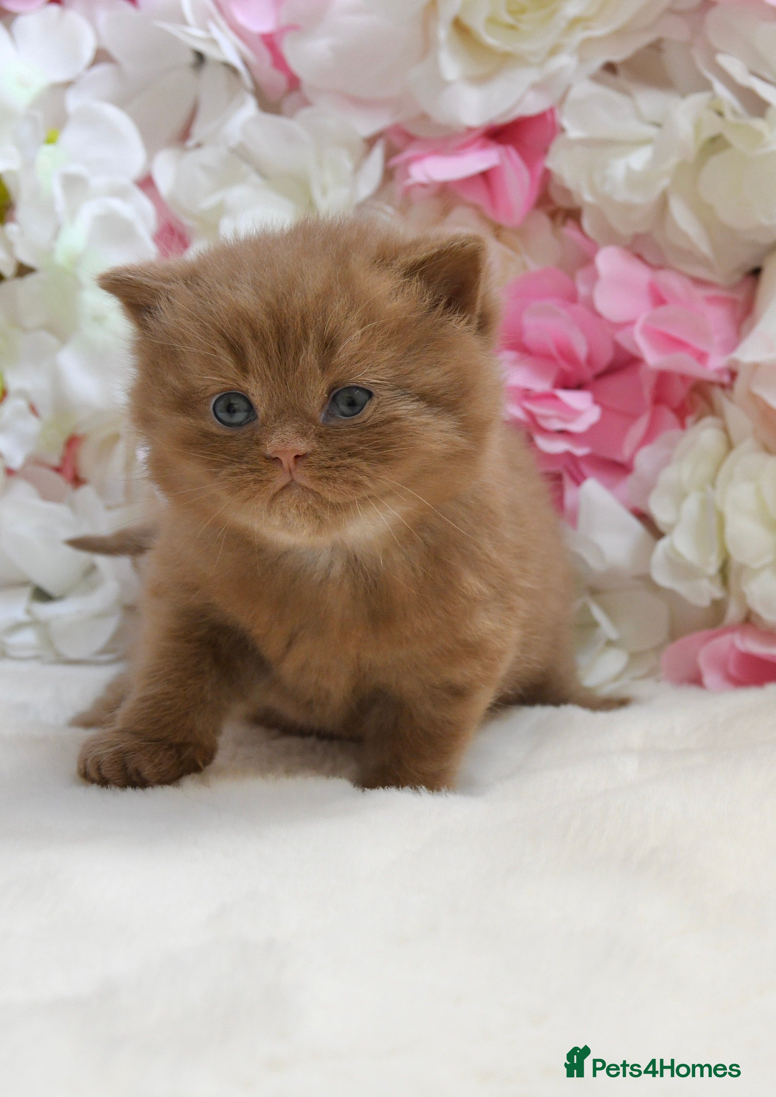 British Shorthair cats Beautiful British Shorthair boys  - Advert 2