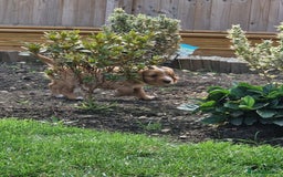 Mixed Breed dogs for sale: Beautiful Cavapoo X puppies - Image 10