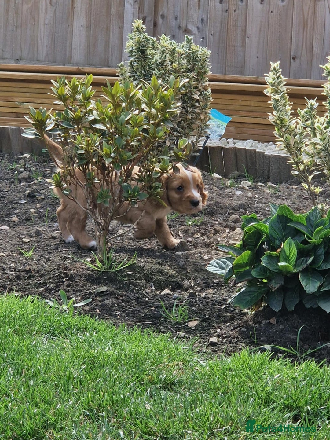 Mixed Breed dogs for sale: Beautiful Cavapoo X puppies - Image 10