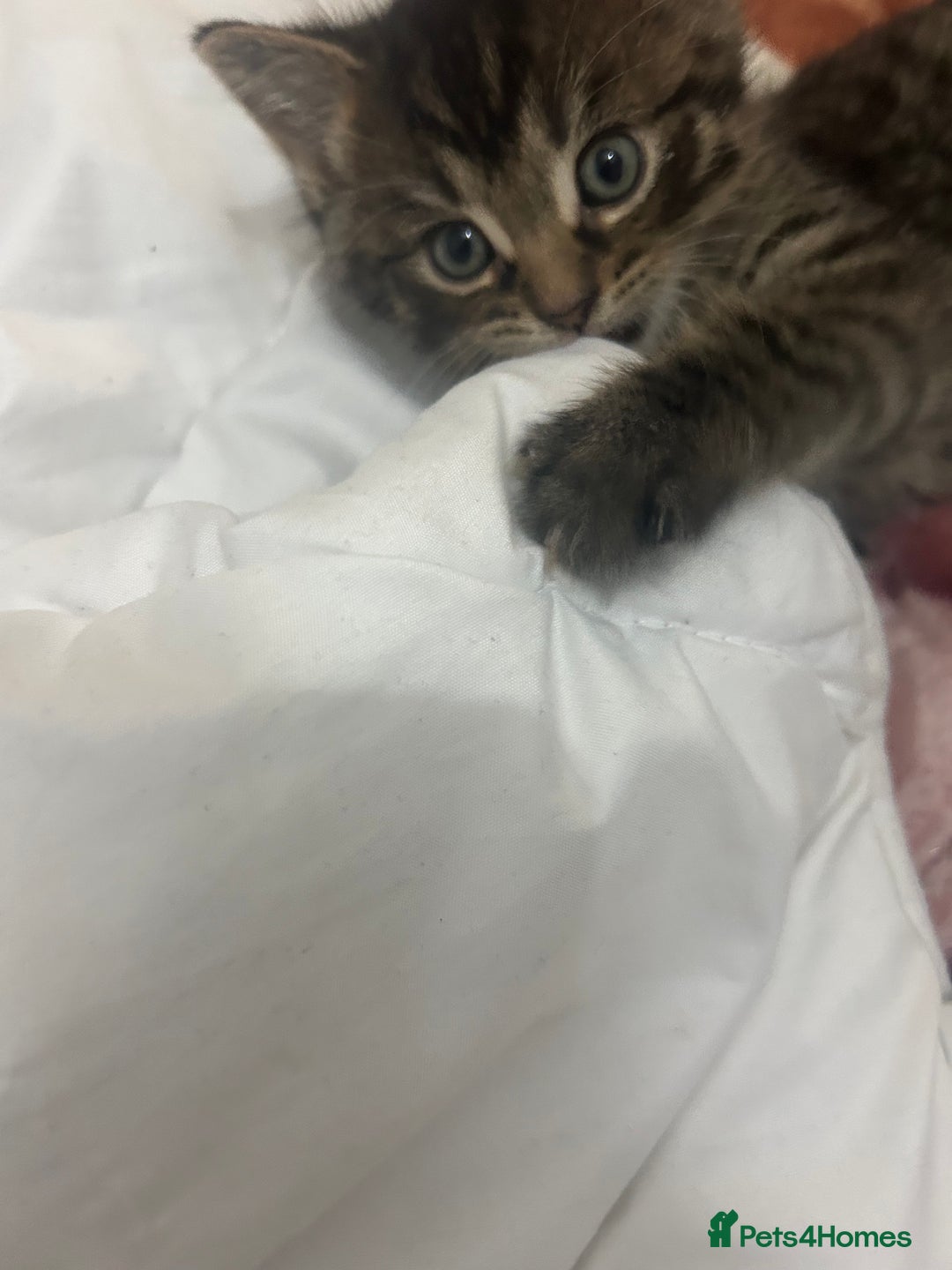 British Shorthair cats for sale: 4 tabby kittens for sale (2 boys 2 girls) - Advert 4